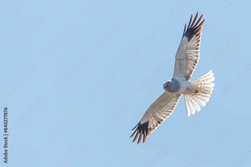 Fototapeta premium Male hen harrier (Circus cyaneus) isolated flying against a blue sky, Benbecula, Outer Hebrides, Scotland.
