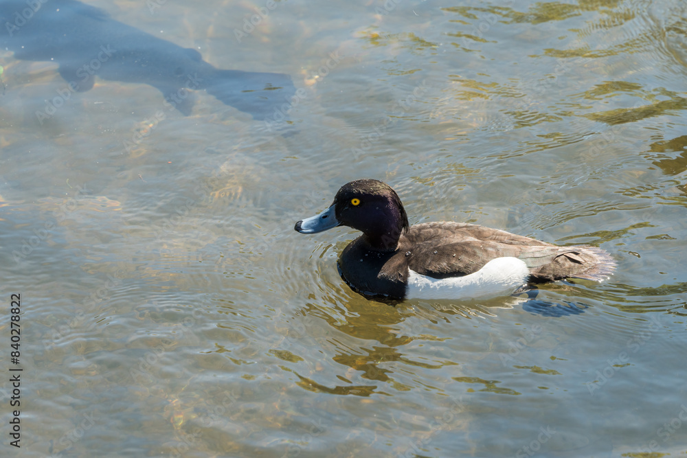 Male Tufted duck, Aythya fuligula, swimming in the River Wye at Bakewell in Derbyshire Male Tufted duck, Aythya fuligula, swimming in the River Wye at Bakewell in Derbyshire