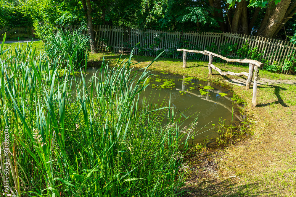 Small pond in a park with reeds in Vogtland, Saxony Small pond in a park with reeds in Vogtland, Saxony