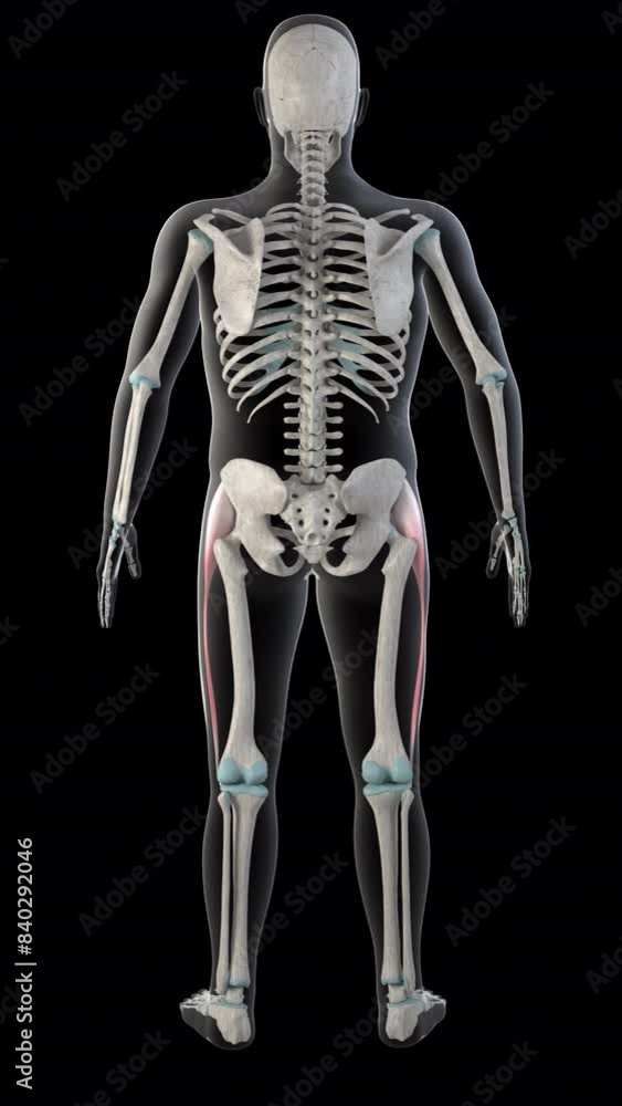 Tensor Fasciae Latae Muscles on Whole Human Body vertical video Tensor Fasciae Latae Muscles on Whole Human Body vertical video