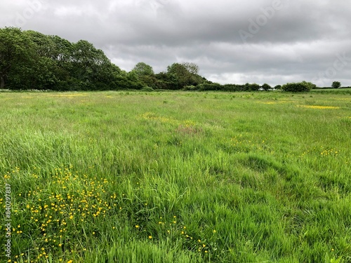 Grass field in May with woodland in the background, North Yorkshire, England, United Kingdom