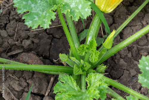 Wallpaper Mural the middle of a zucchini squash bush with flowers and fruits, top view Torontodigital.ca