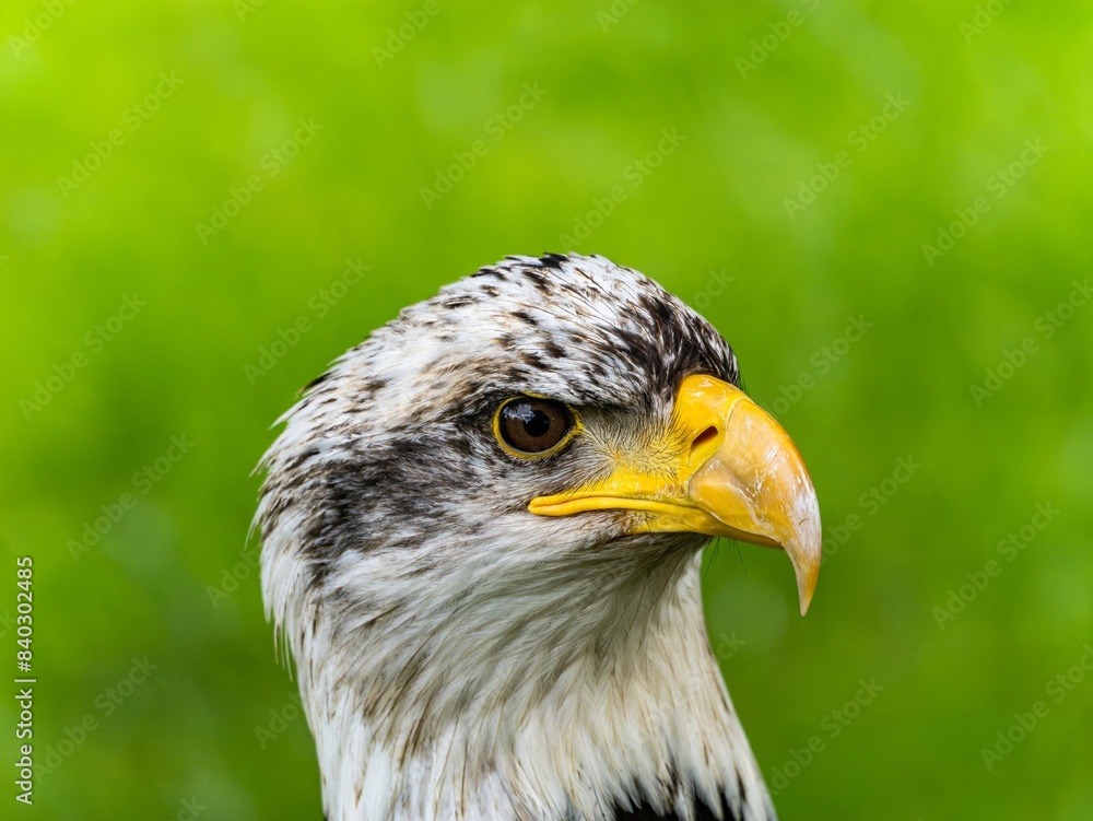 Fototapeta premium American bald eagle portrait. close-up view, its intricate feathers and distinctive yellow beak showcased against a softly blurred natural backdrop, evoking a sense of wild beauty.