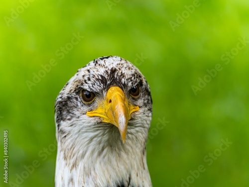 American bald eagle portrait. close-up view  its intricate feathers and distinctive yellow beak showcased against a softly blurred natural backdrop  evoking a sense of wild beauty.