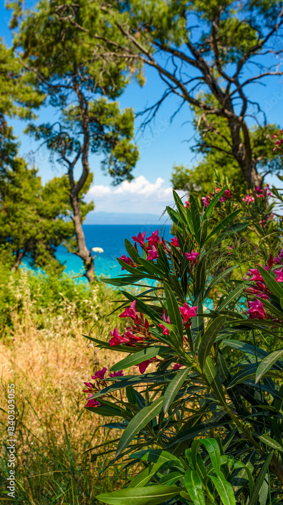 Beautiful flowers and trees against a clear blue sea and sky vertical background Beautiful flowers and trees against a clear blue sea and sky vertical background