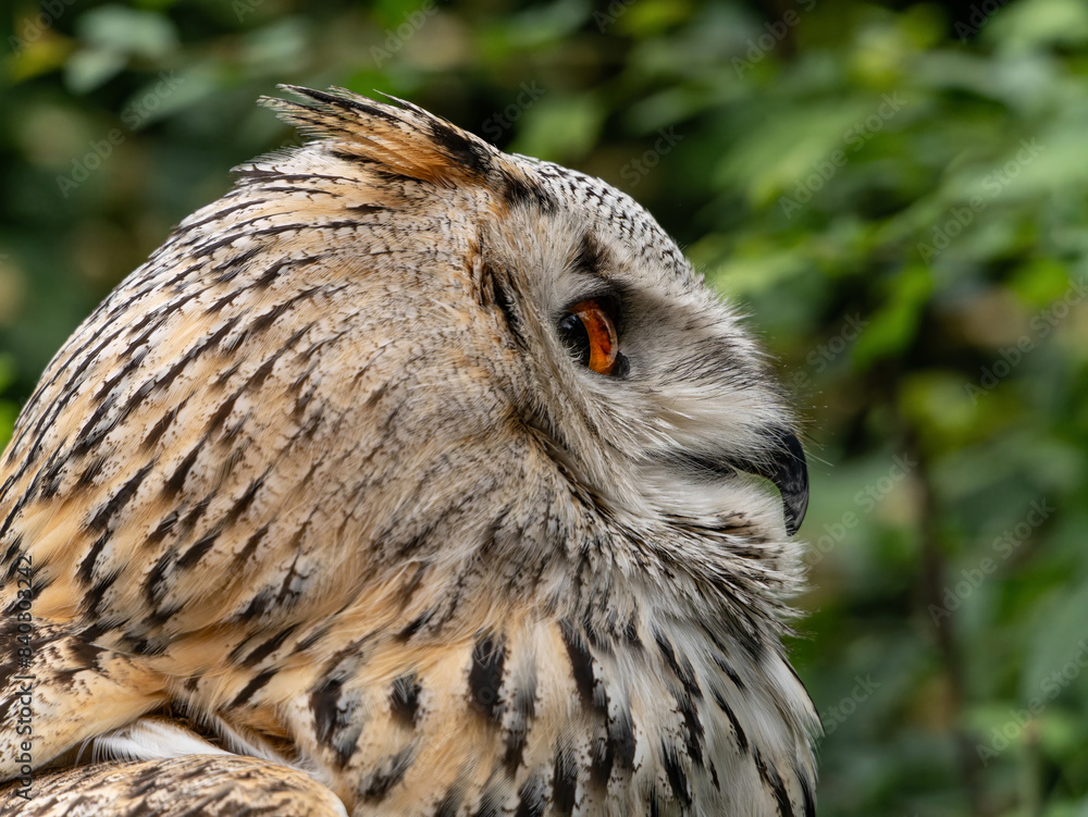Obraz premium Beautiful eurasian great horned eagle owl portrait. (Bubo bubo) in summer nature, one of the largest species.