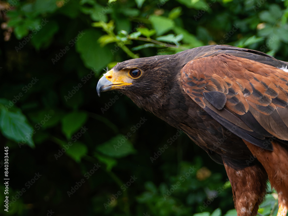 Close up of a Parabuteo unicinctus Harris's Hawk. Golden Eagle - Aquila chrysaetos, flying over grassy area Close up of a Parabuteo unicinctus Harris's Hawk. Golden Eagle - Aquila chrysaetos, flying over grassy area