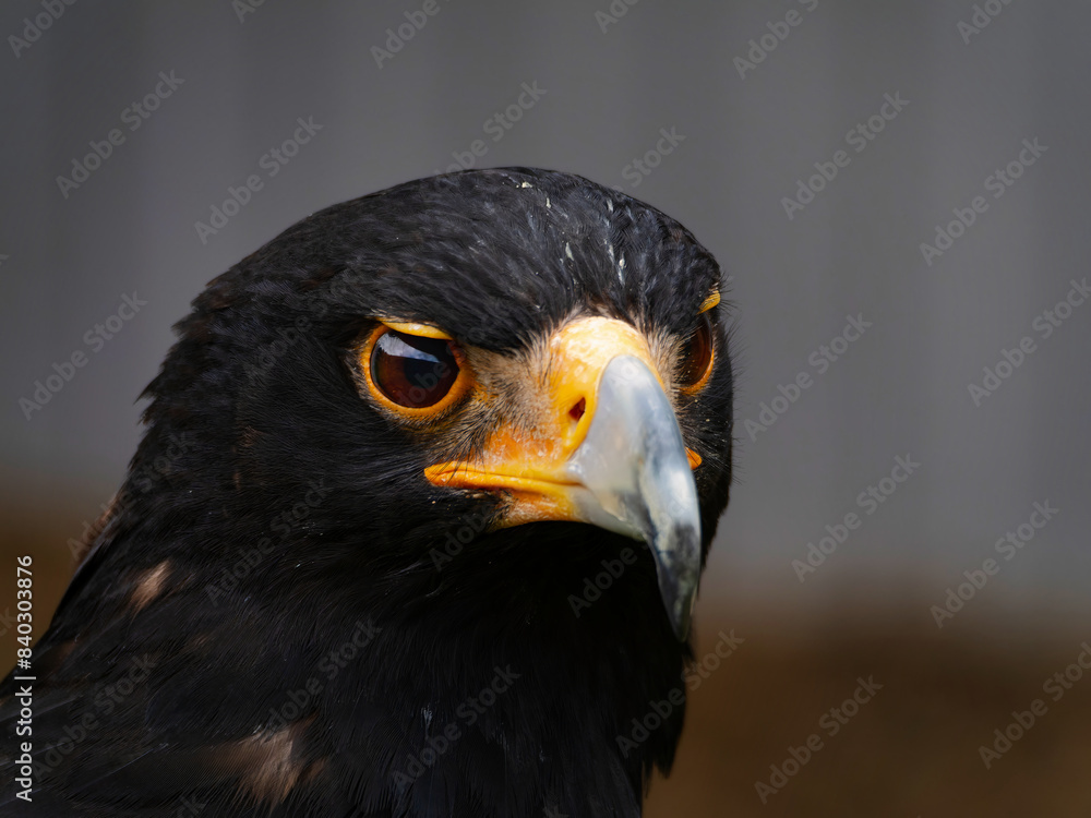 Closeup of a Verreaux's Eagle - Aquila verreauxii. Closeup of a Verreaux's Eagle - Aquila verreauxii.