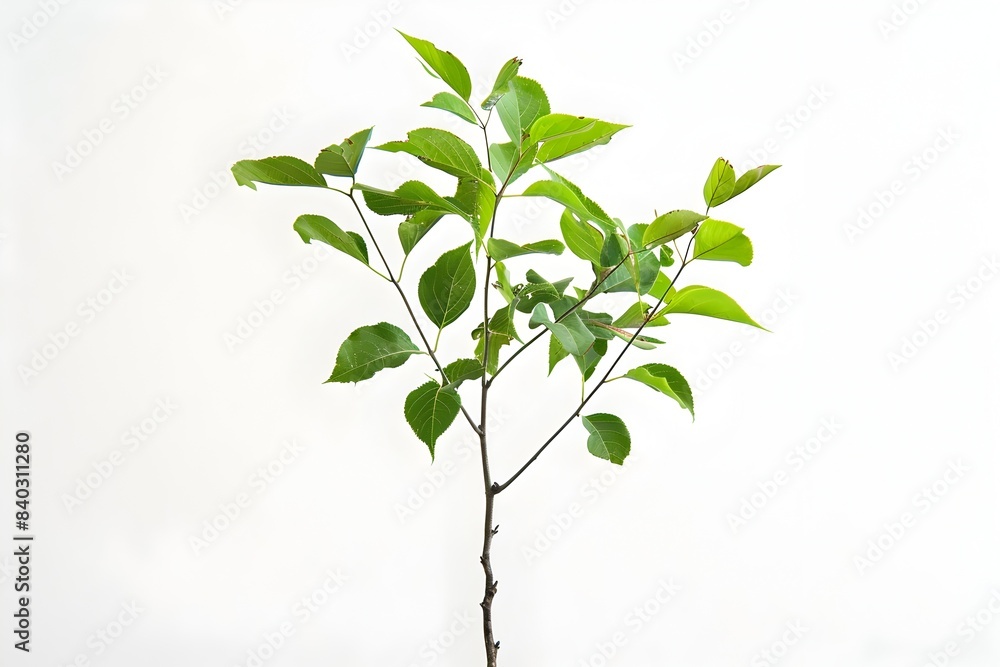 Closeup of a Thriving Sapling with Green Leaves on White Background