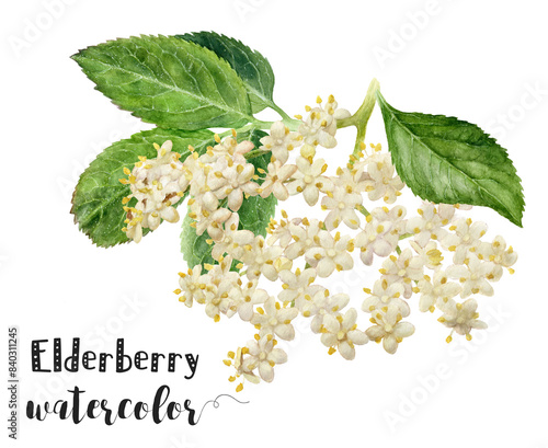 A detailed watercolor illustration featuring elderberry flowers and berries depicted in a natural and vibrant style, showcasing the plants beauty and diversity