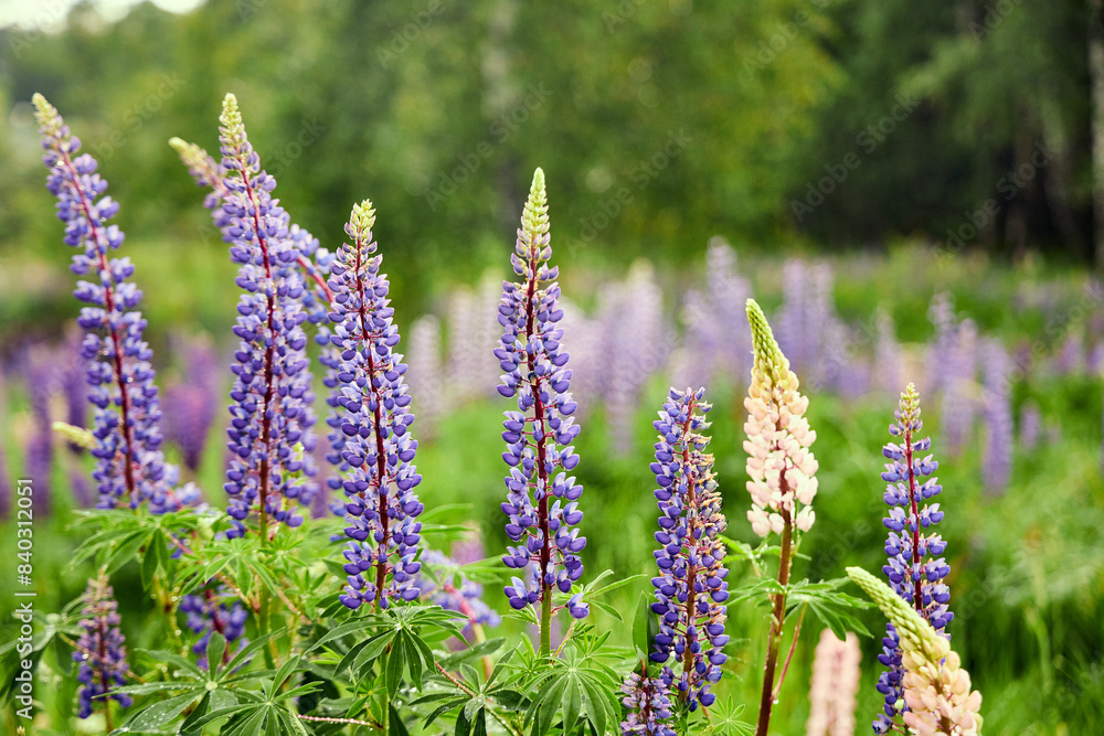 male spinning around walking across meadow of lupines on summer day in field male spinning around walking across meadow of lupines on summer day in field
