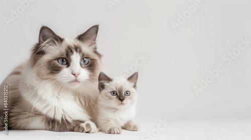 Two Ragdoll cats, one adult and one kitten, sit side-by-side on a white background. The adult cat is looking directly at the camera. The kitten is looking off to the side. © Emiliia