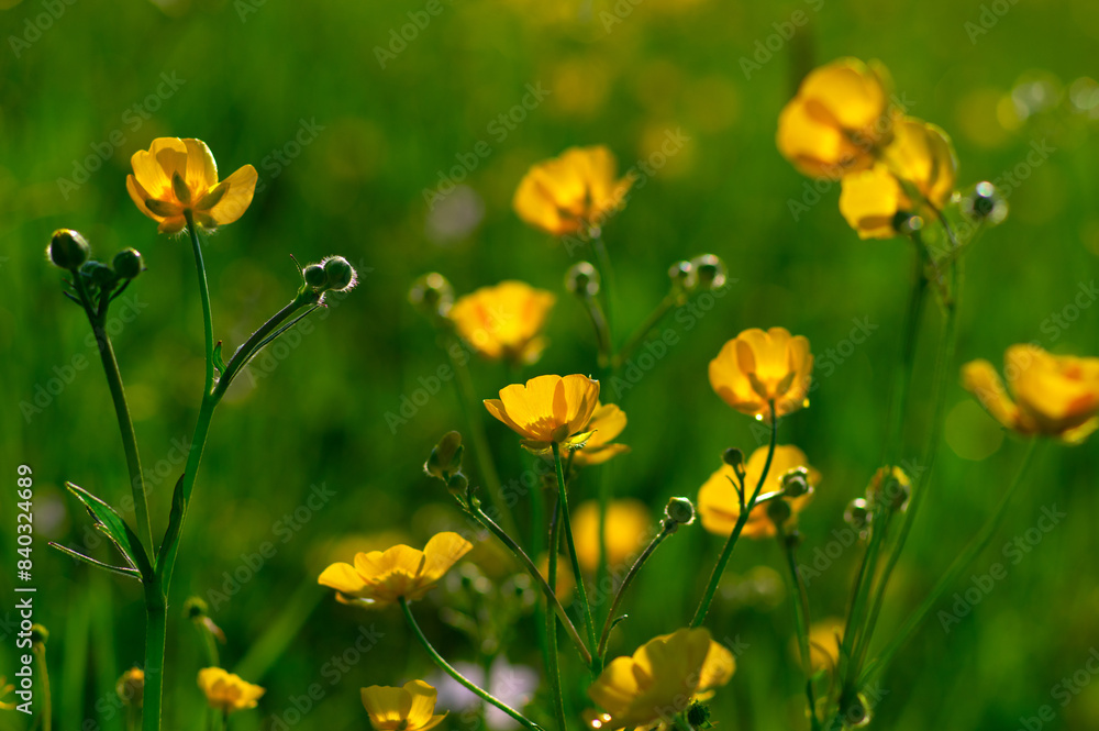 Fototapeta premium Wild yellow flower on the field