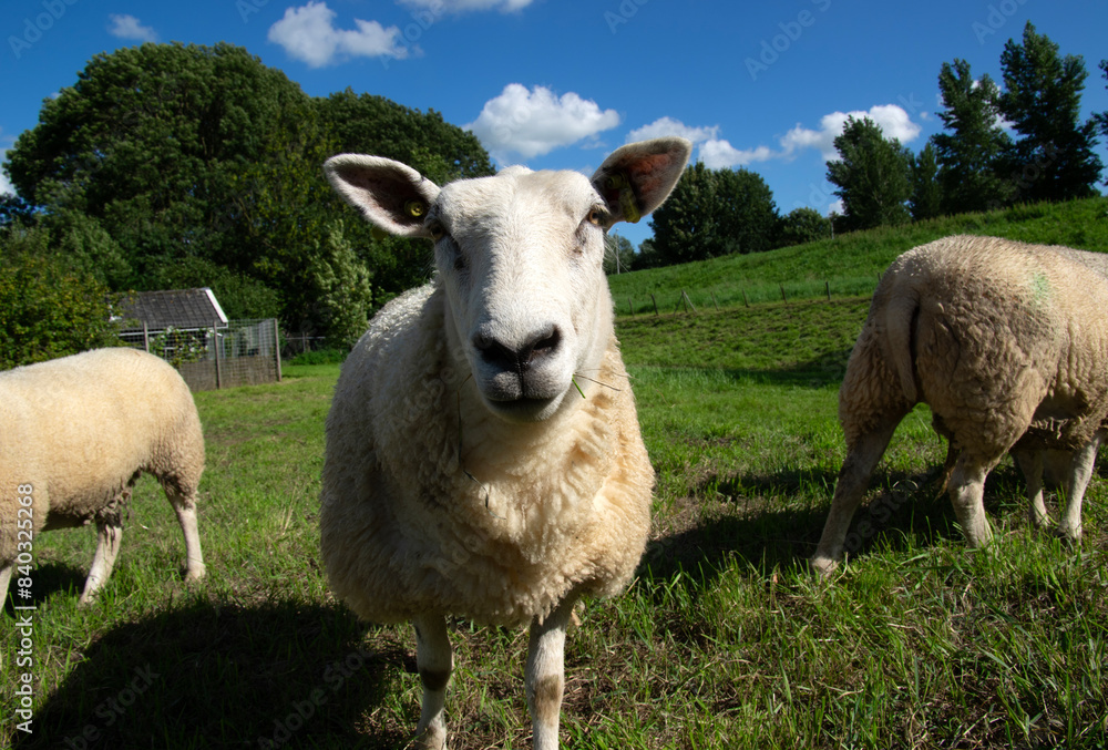 Fototapeta premium Funny sheep looks at the camera