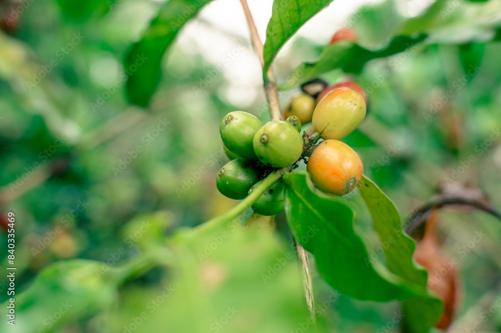 red ripe coffee berries on the tree red ripe coffee berries on the tree