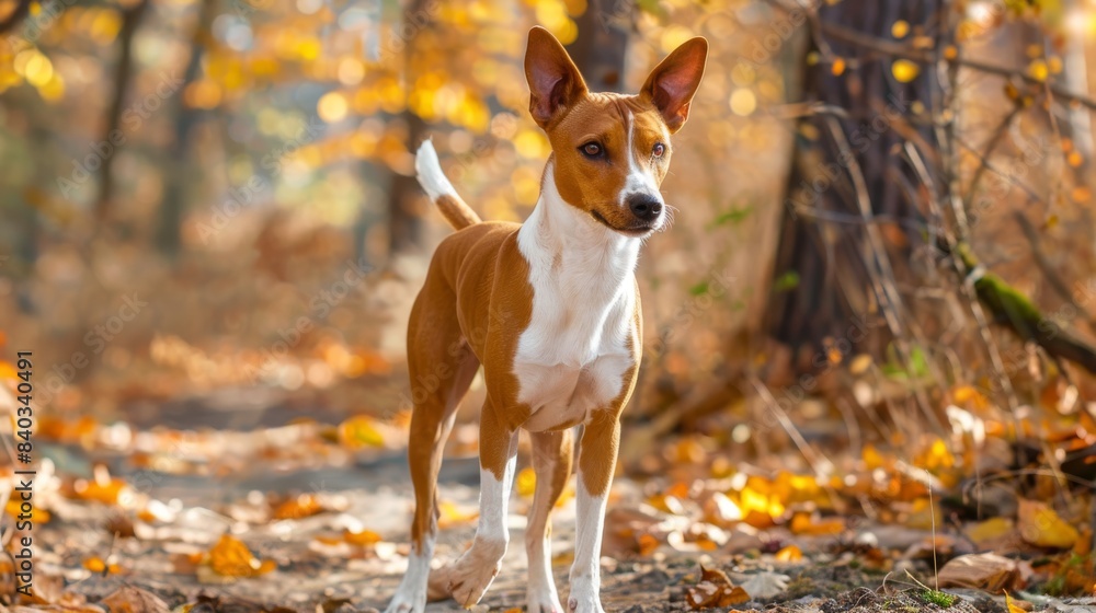 a brown and white Basenji dog standing on a path covered in autumn leaves. a brown and white Basenji dog standing on a path covered in autumn leaves.