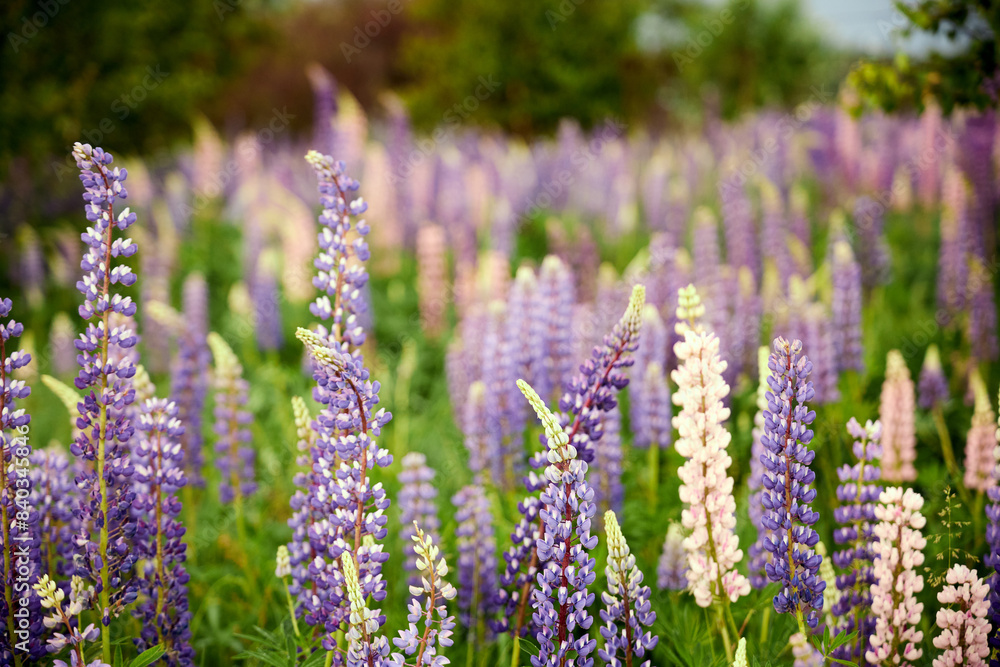 view of the lupine field background