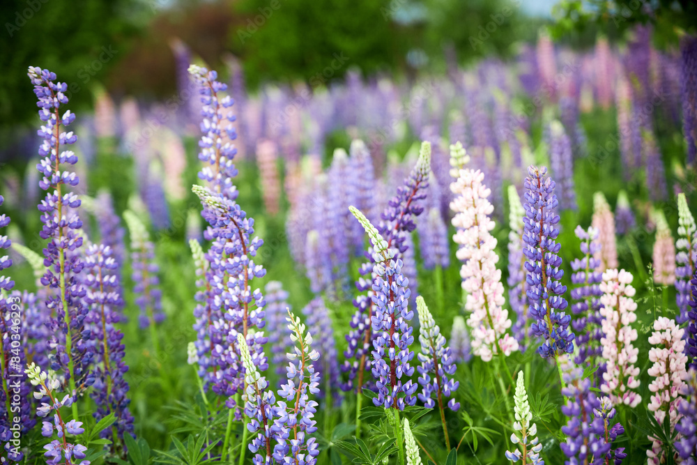 Obraz premium camera pulling out from meadow with lupine flowers in the summer nature outdoor landscape scenic