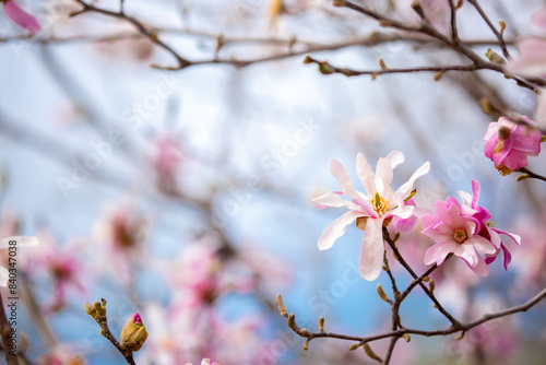 Blooming magnolia in spring. Beautiful buds of pink flowers close-up with blurred space for text.