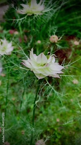 Nigelle de Damas