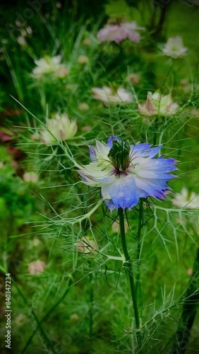 Nigelles de Damas
