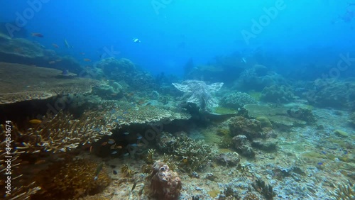 Wallpaper Mural Raja Ampat, Indonesia: Underwater footage of a wobbegong shark swimming in the reef of Citrus ridge dive site in Raja Ampat in West Papua in Indonesia Torontodigital.ca