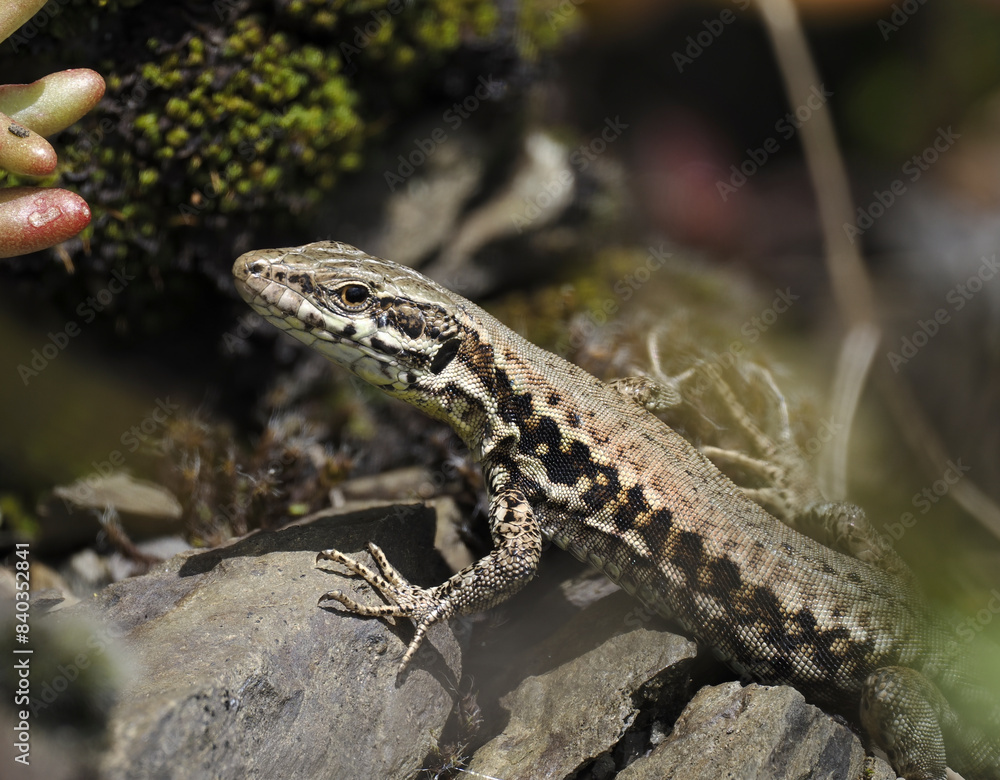 Mauereidechse (Podarcis muralis) Mauereidechse (Podarcis muralis)