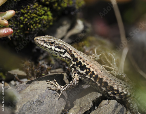 Mauereidechse  Podarcis muralis 