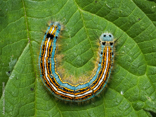 фотографія Ringelspinner (Malacosoma neustria)
