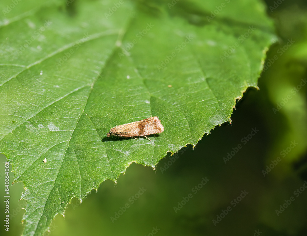 Fotografie Löwenzahn-Wurzelwickler (Celypha striana)