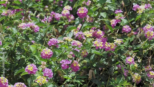 大和川の河川敷に咲いたランタナの花 photo