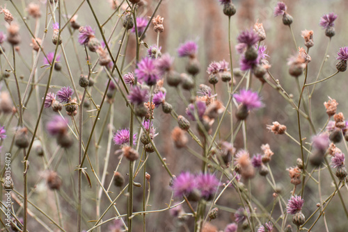 Background of a large number of small purple thistle flowers on green trunks in warm colors.