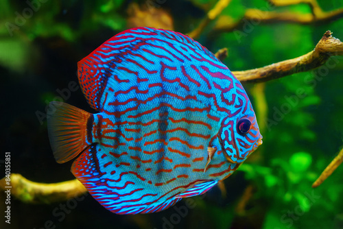 Brilliant Turquoise Blue Stendker Discus fish