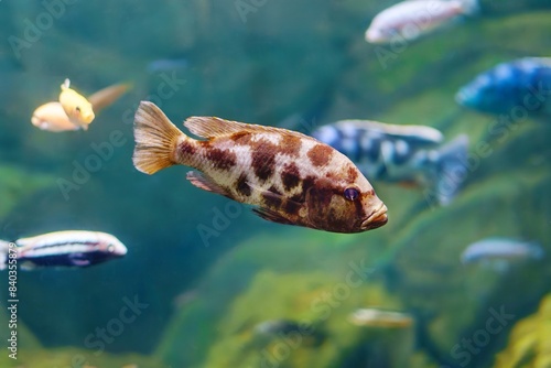 Obraz na plátně Nimbochromis livingstonii or Livingston's cichlid juvenile fish