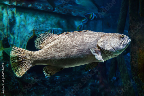 The giant grouper (Epinephelus lanceolatus) food fish