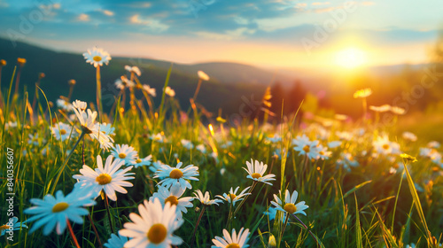 Beautiful spring and summer natural landscape with blooming field of daisies in the grass in the hilly countryside