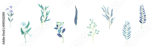 Blue Flowers on Stem as Meadow or Field Plant Vector Set