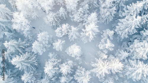 A drone photograph of snow-covered trees in a dense forest  resembling a white blanket