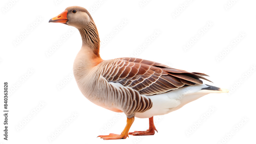 Obraz premium A goose isolated on transparent background