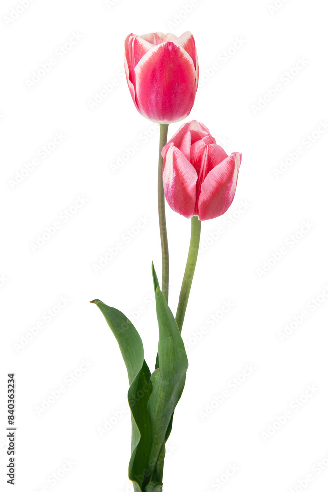 beautiful, pink tulip isolated on the white background beautiful, pink tulip isolated on the white background