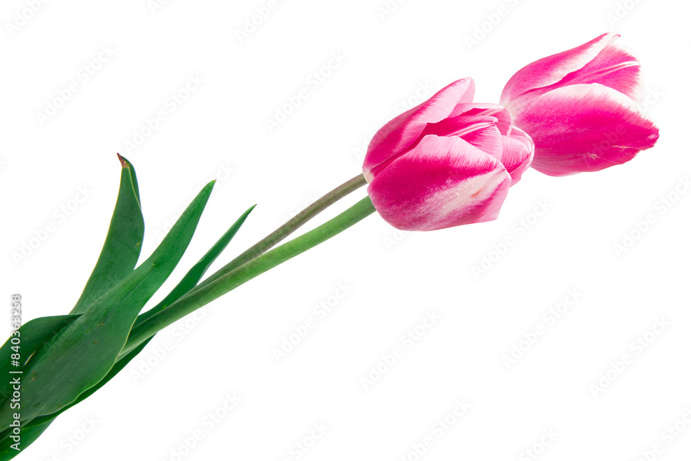 beautiful, pink tulip isolated on the white background beautiful, pink tulip isolated on the white background