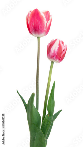 beautiful  pink tulip isolated on the white background