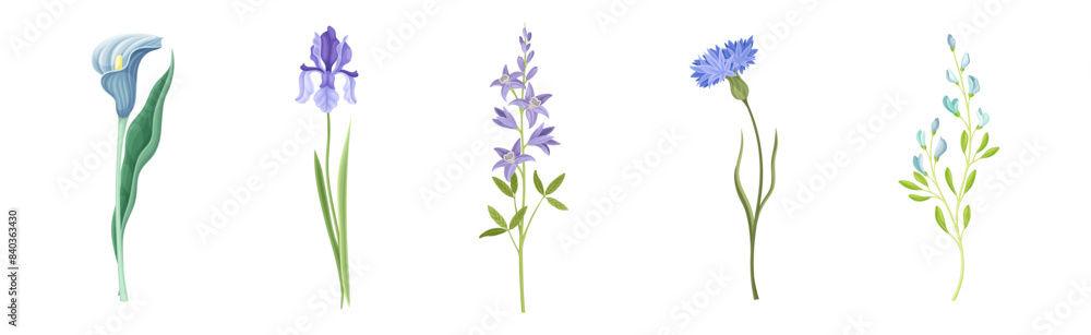 Purple Flowers on Stem as Meadow or Field Plant Vector Set Purple Flowers on Stem as Meadow or Field Plant Vector Set