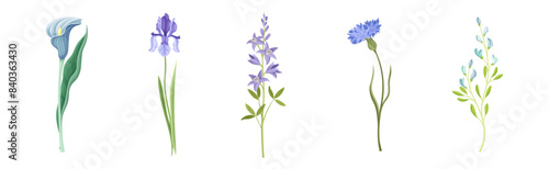 Purple Flowers on Stem as Meadow or Field Plant Vector Set