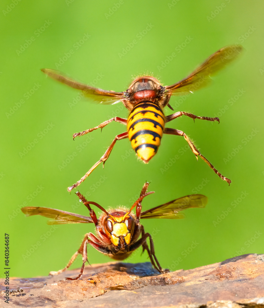 Hornisse (Vespa crabro) Hornisse (Vespa crabro)
