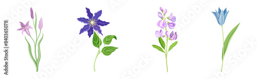 Purple Flowers on Stem as Meadow or Field Plant Vector Set