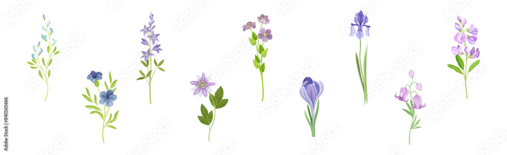 Purple Flowers on Stem as Meadow or Field Plant Vector Set Purple Flowers on Stem as Meadow or Field Plant Vector Set
