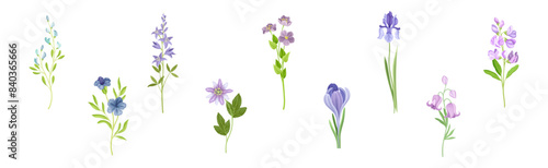 Purple Flowers on Stem as Meadow or Field Plant Vector Set
