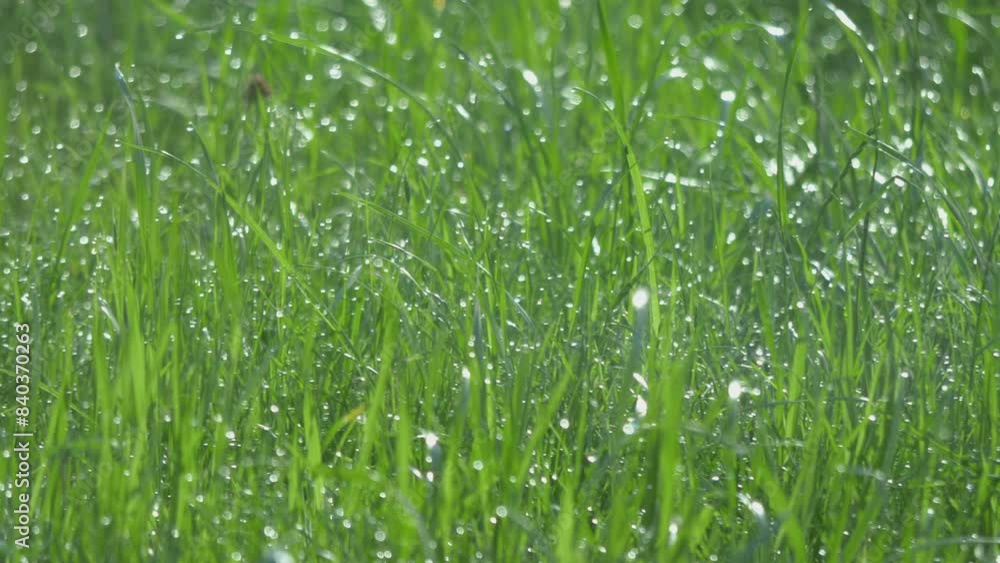 Lush Green Grass Background in 4k slow motion 60fps Lush Green Grass Background in 4k slow motion 60fps