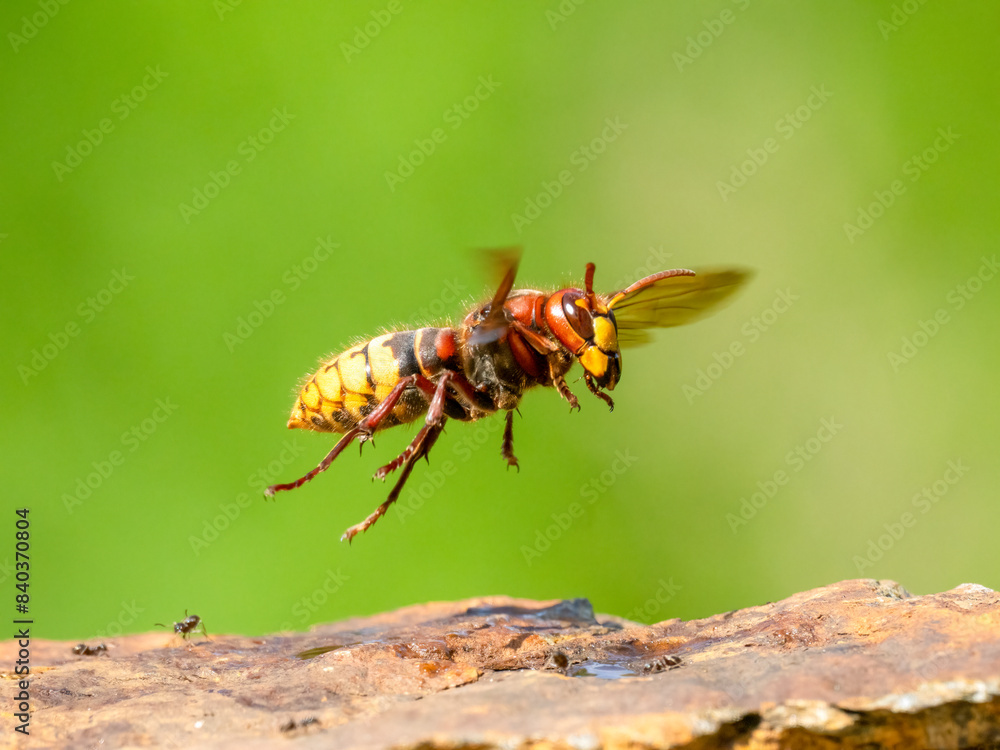 Hornisse (Vespa crabro) Hornisse (Vespa crabro)